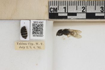 Media type: image;   Entomology 785937 Aspect: Labels